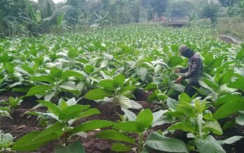 Petani di Garut Menjerit Pupuk Subsidi Mahal, Apa Imbauan Sekda Formalitas?