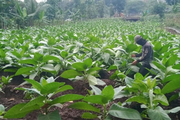 Apa Imbauan Sekda Formalitas? Petani di Garut Menjerit Pupuk Subsidi Mahal