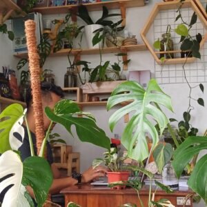 Tanaman Hias Monstera Lambang Kemakmuran, Merawatnya Mudah Harganya Fantastis
