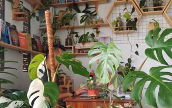 Koleksi Tanaman Hias Monstera (Ft: Nur Sinta Devi)