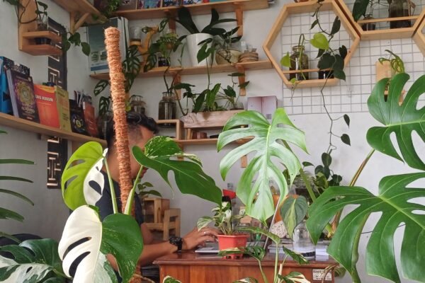 Tanaman Hias Monstera Lambang Kemakmuran, Merawatnya Mudah Harganya Fantastis