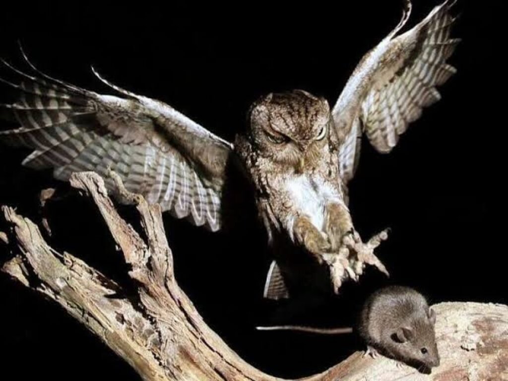 Seribu Ekor Burung Hantu Dibeli Presiden untuk Atasi Hama Tikus di Majalengka, Prabowo Janji Cari Solusi untuk Masalah Rakyat