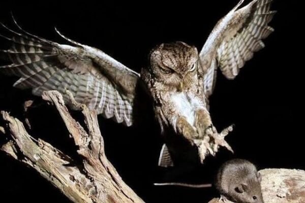 Seribu Ekor Burung Hantu Dibeli Presiden untuk Atasi Hama Tikus di Majalengka, Prabowo Janji Cari Solusi untuk Masalah Rakyat