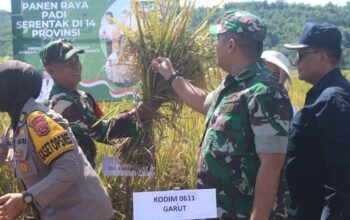 Kodim 0611 Garut Gelar Panen Raya Padi Serentak