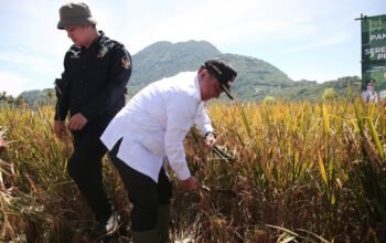 Bupati Garut Panen Raya Padi Secara Daring Bersama Presiden