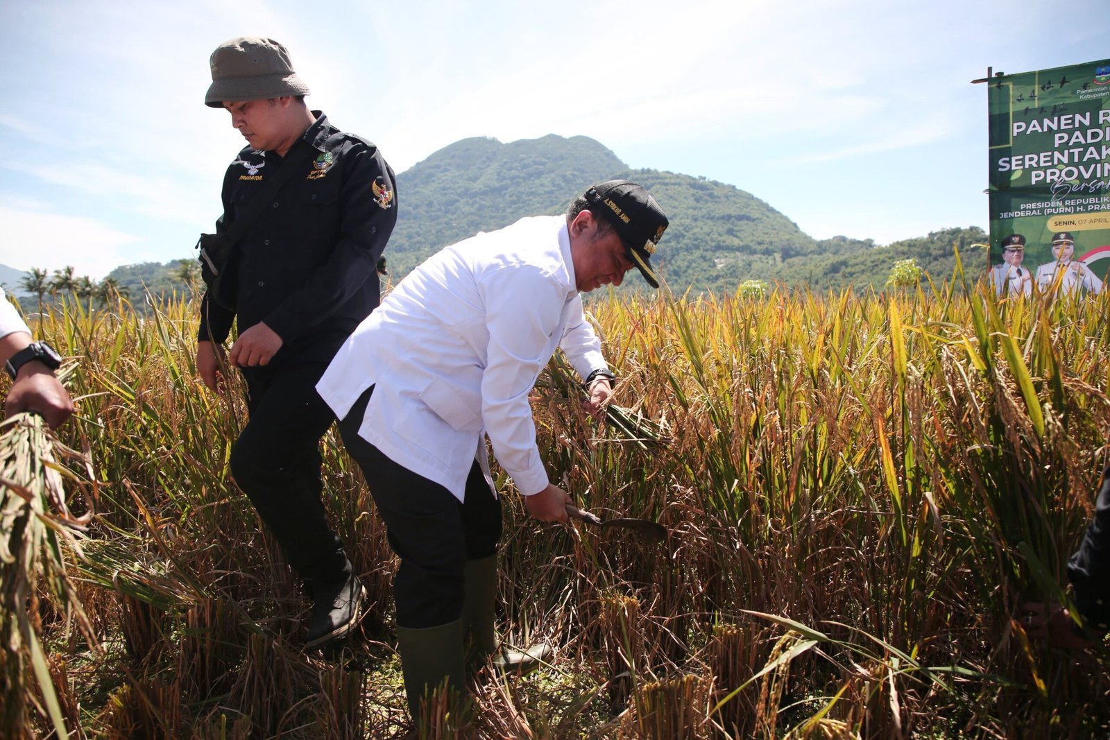 Bupati Garut Panen Raya Padi Secara Daring Bersama Presiden