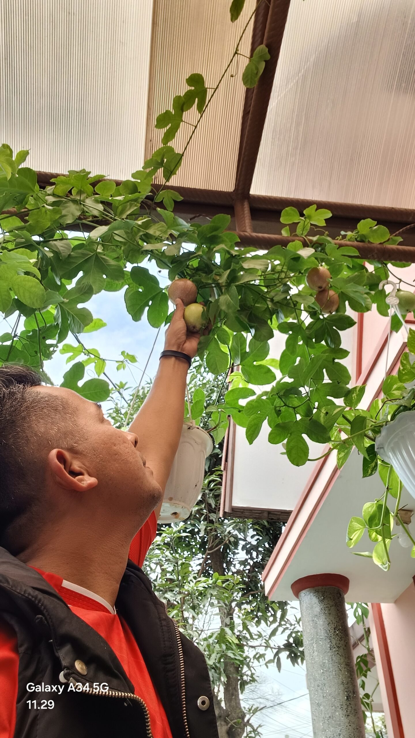 Pengusaha tanaman hias asal Garut, Asep Ahmad mengembangbiakan Markisa Ungu. (Ft: red)