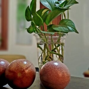 Selama ini Buah Markisa disebut-sebut memiliki banyak khasiat. Buah Markisa Ungu ((Pasifflora Edulis var, Edulis) terlihat sangat menawan dengan rasa yang enak dan menyegarkan. (Ft; red)