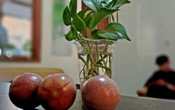 Selama ini Buah Markisa disebut-sebut memiliki banyak khasiat. Buah Markisa Ungu ((Pasifflora Edulis var, Edulis) terlihat sangat menawan dengan rasa yang enak dan menyegarkan. (Ft; red)