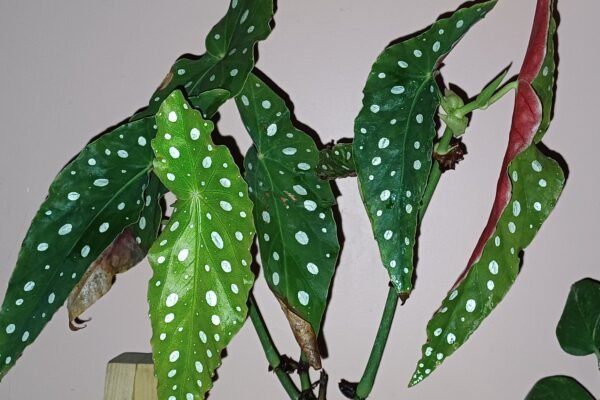 Tanaman Hias Cantik Begonia Polkadot Angel Wing, Coraknya Unik Tidak Menyukai Cahaya Langsung