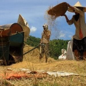 Penyerapan Gabah Tertinggi Secara Nasional Diraih Bulog Cirebon