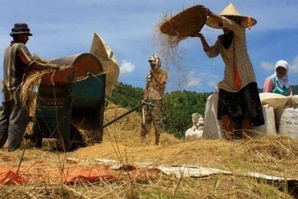 Penyerapan Gabah Tertinggi Secara Nasional Diraih Bulog Cirebon