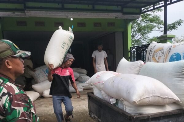 Babinsa Koramil Kadungora Tinjau Penyerapan Gabah Petani Dapat Apresiasi dari Kades Cipareuan