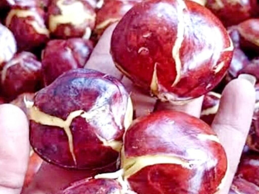 Jengkol Sumber Nutrisi Tersembunyi yang Kaya Manfaat bagi Kesehatan Bikin Awet Muda