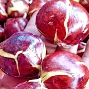 Jengkol Sumber Nutrisi Tersembunyi yang Kaya Manfaat bagi Kesehatan Bikin Awet Muda