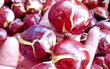 Jengkol Sumber Nutrisi Tersembunyi Kaya Manfaat bagi Kesehatan