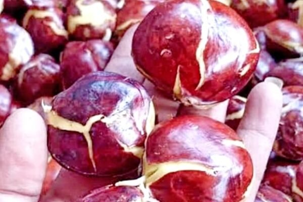 Jengkol Sumber Nutrisi Tersembunyi yang Kaya Manfaat bagi Kesehatan Bikin Awet Muda