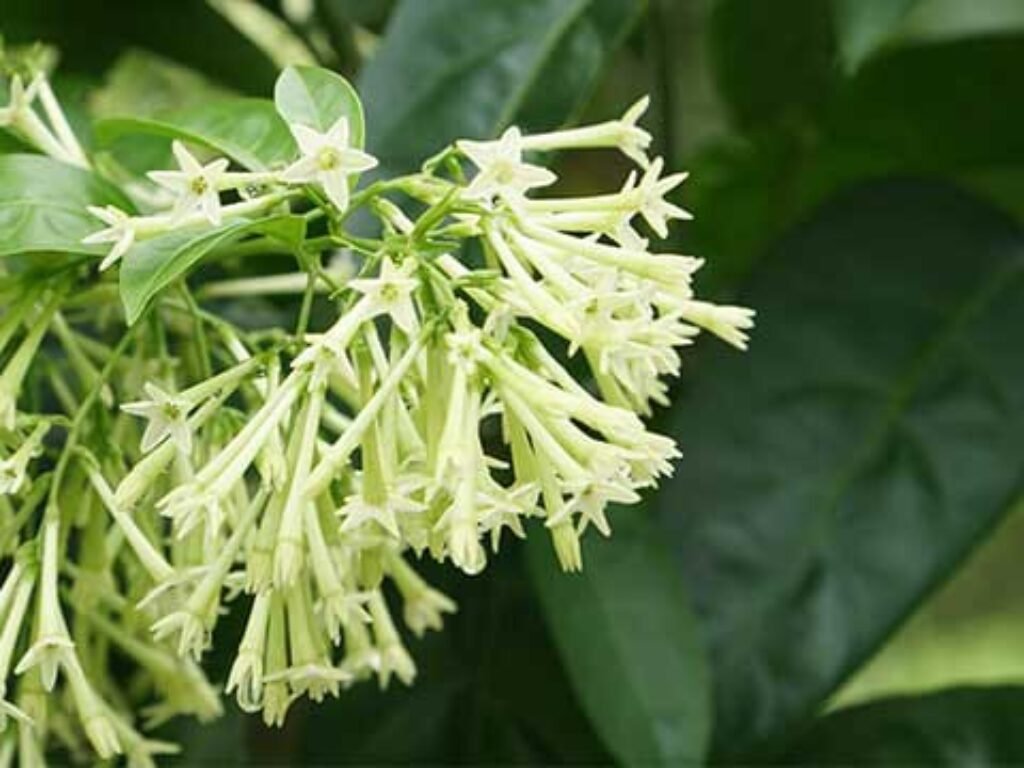 Bunga Arumdalu Harum Dan Penuh Misteri