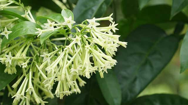 Bunga Arumdalu Yang Harum