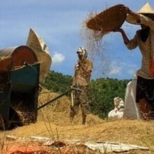 Garut Targetkan Produksi 816 Ribu Ton Gabah pada 2025, Cuaca Jadi Andalan