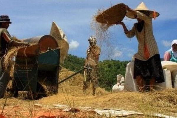 Garut Targetkan Produksi 816 Ribu Ton Gabah pada 2025, Cuaca Jadi Andalan