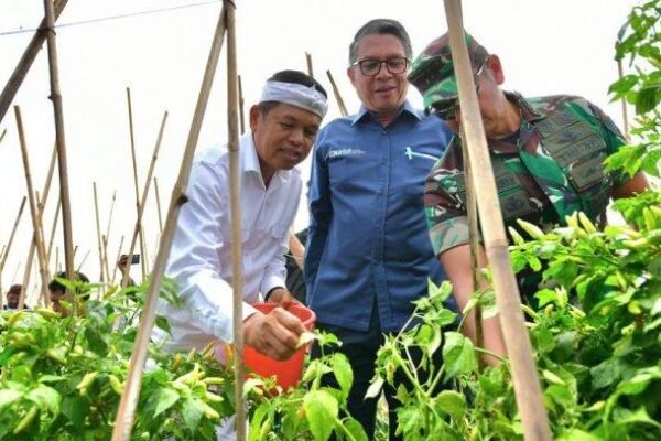 Ketika Tentara Turun Cangkul dan Petani Baru Lulus Magang, Sawah Tumbuh, Harapan Subur