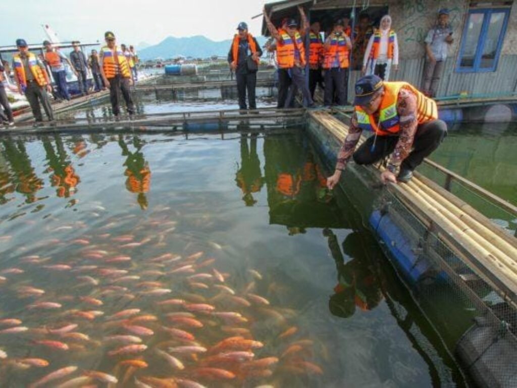 Ketika Ikan Cirata Dicap Beracun, Siapa yang Sebenarnya Tercemar?