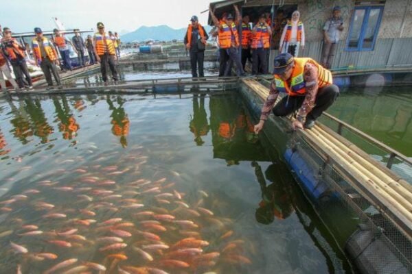 Ketika Ikan Cirata Dicap Beracun, Siapa yang Sebenarnya Tercemar?