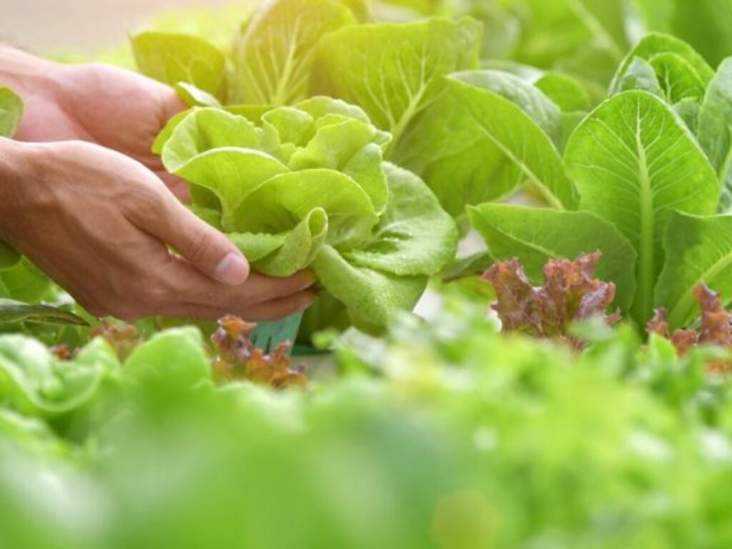 PERURI Tancap Gas! Digitalisasi Pertanian Garut dengan Teknologi IoT dan Smart Farming