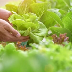 PERURI Tancap Gas! Digitalisasi Pertanian Garut dengan Teknologi IoT dan Smart Farming