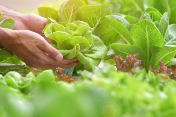 PERURI Tancap Gas! Digitalisasi Pertanian Garut dengan Teknologi IoT dan Smart Farming