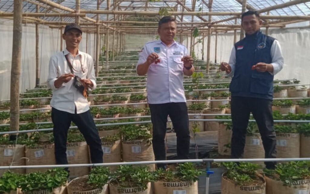 Desa Cipancar Tanam Stroberi & Anggur, Biar Warganya Nggak Cuma Panen Janji