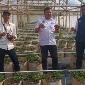 Desa Cipancar Tanam Stroberi & Anggur, Biar Warganya Nggak Cuma Panen Janji