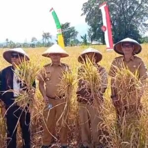 Panen raya desa salamnunggal leles