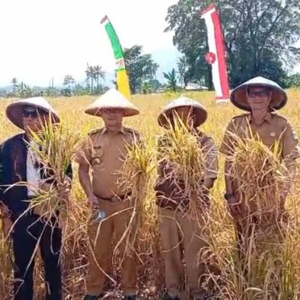 Dari Sawah ke Meja Makan, Bumdes Kiansantang Potong Jalur Tengkulak