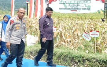 Panen raya jagung di garut