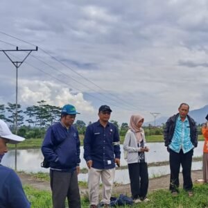 BPS Garut Gelar Evaluasi dan Praktik Ubinan Padi di Desa Situ Jaya, Karangpawitan