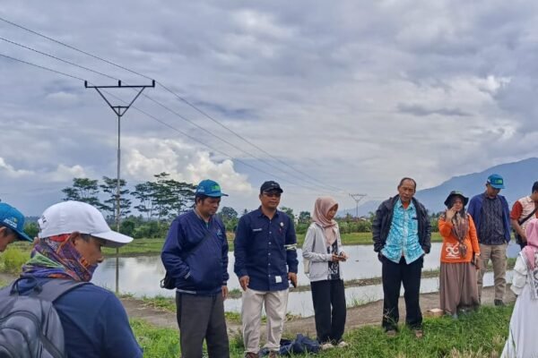 BPS Garut Gelar Evaluasi dan Praktik Ubinan Padi di Desa Situ Jaya, Karangpawitan