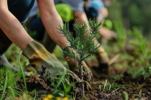 Semangat Hijau yang Mulai Bergerak dari Lereng Sukamanah