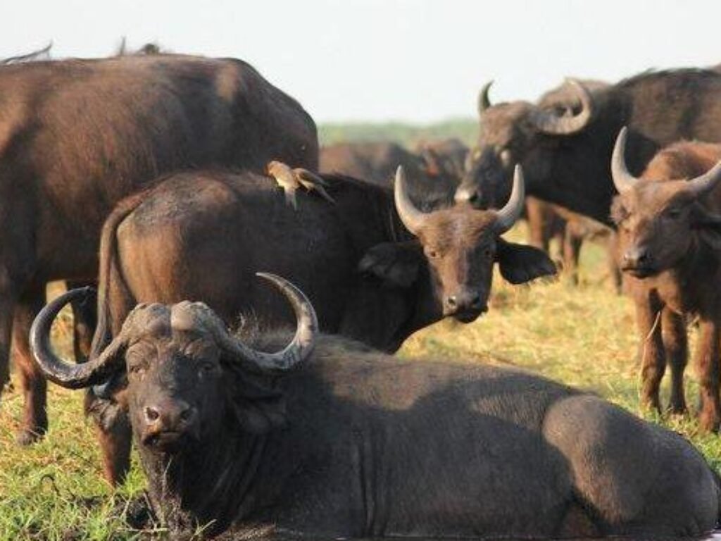 Kumpul Kebo Makin Ramai, Negara Geleng Kepala: Antara Moral, Modal, dan Makin Ribetnya Nikah Resmi