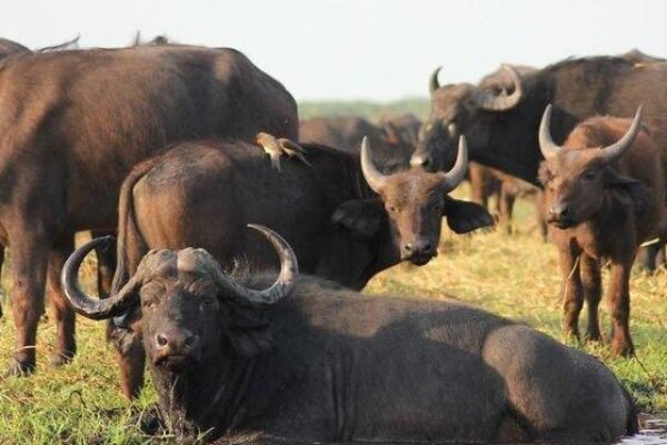 Kumpul Kebo Makin Ramai, Negara Geleng Kepala: Antara Moral, Modal, dan Makin Ribetnya Nikah Resmi