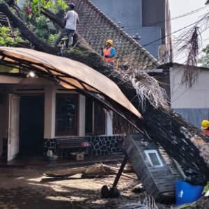 Pohon Tumbang di Cihapt