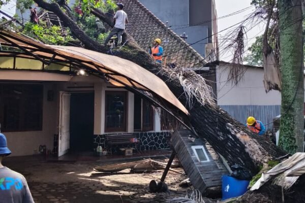 Pohon Tumbang di Cihapt