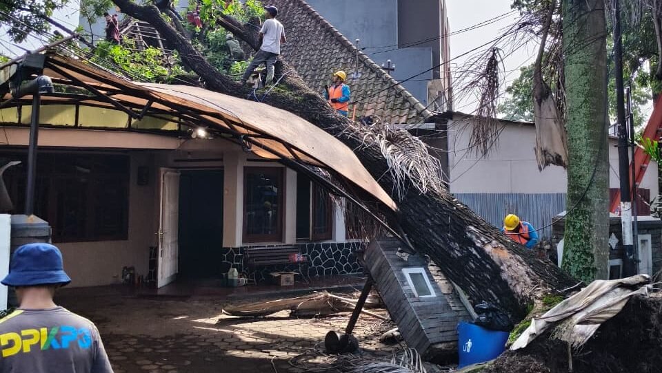 Pohon Tumbang di Cihapt