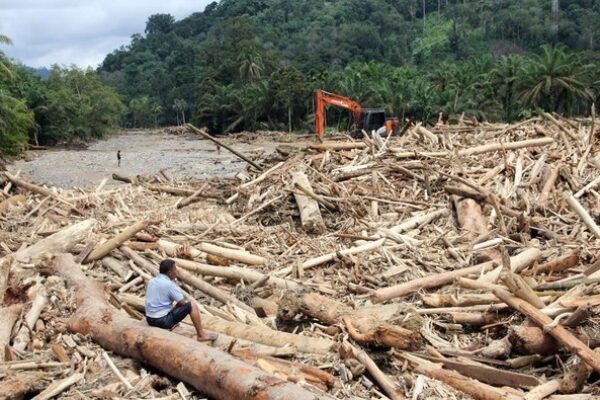 Misteri Gelondongan Kayu dari Banjir Sumatera: Alam Berteriak, Negara Pure-pure Lupa