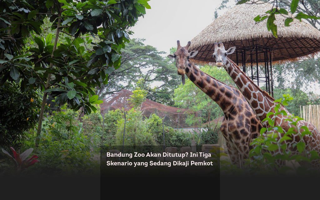 Bandung Zoo Akan Ditutup. Ini Tiga Skenario yang Sedang Dikaji Pemkot locusonline featured image Jan2026