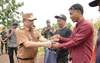 Panen Raya atau Panen Panggung? Jagung 150 Hektar Katanya Simbol Ketahanan Pangan Garut