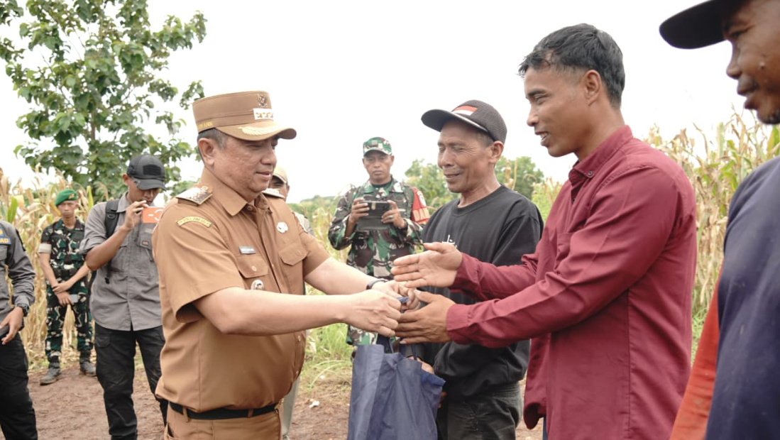 Panen Jagung Bupati