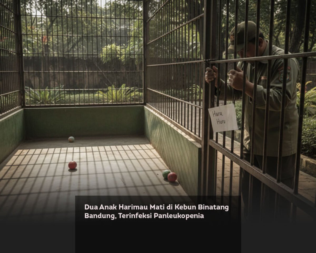 Dua Anak Harimau Mati di Kebun Binatang Bandung, Terinfeksi Panleukopenia