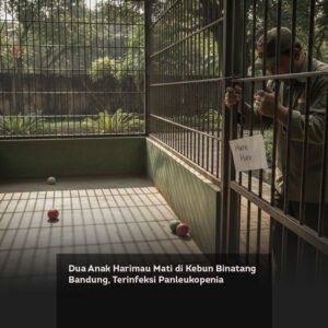 Dua Anak Harimau Mati di Kebun Binatang Bandung, Terinfeksi Panleukopenia